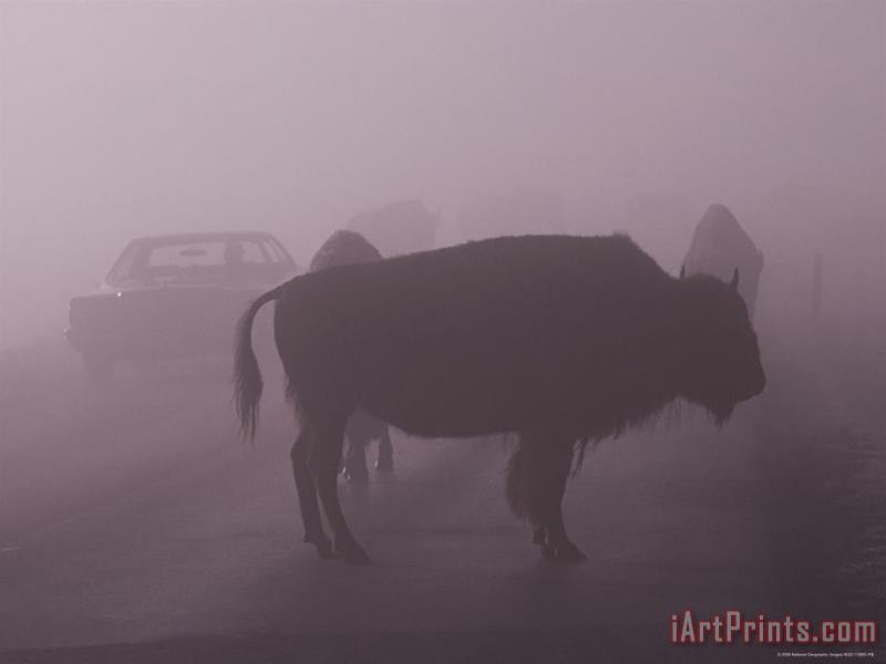 Raymond Gehman American Bison on a Foggy Road in Yellowstone National Park Art Painting