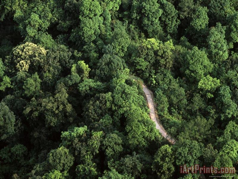 Raymond Gehman An Aerial View of a Road Passing Through a Thick Forest Art Print