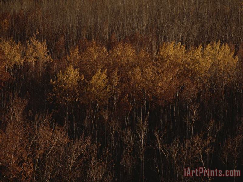Raymond Gehman An Aerial View of a Stand of Trees in Autumn Colors Art Painting