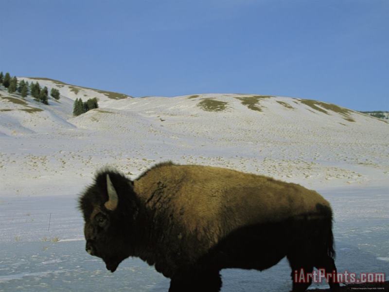 An American Bison Stands in a Wintry Landscape painting - Raymond Gehman An American Bison Stands in a Wintry Landscape Art Print