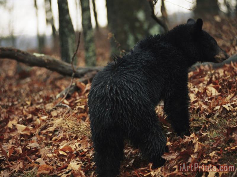 Raymond Gehman An American Black Bear Foraging for Acorns in The Forest at Jeremys Run Art Print