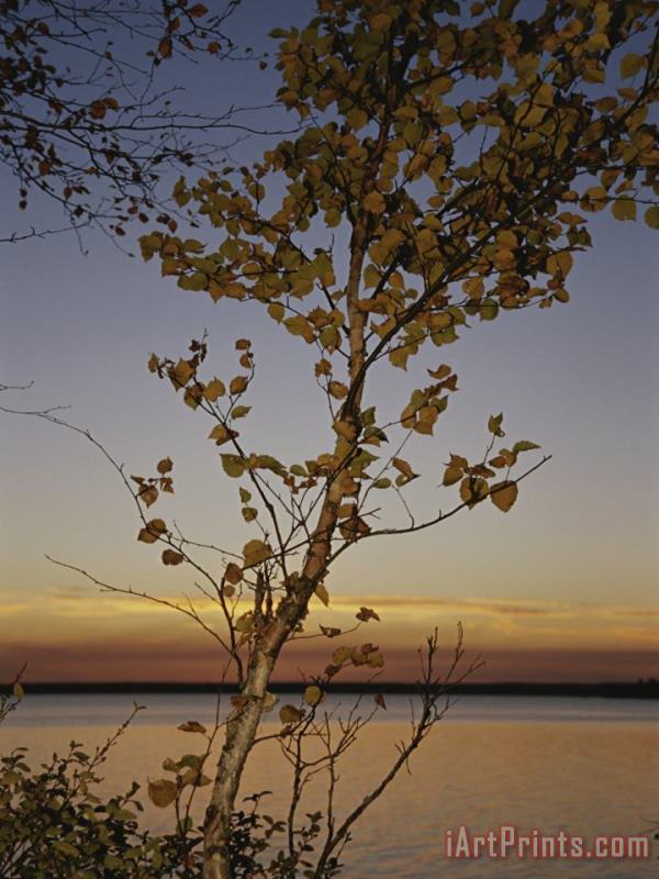 An Aspen in Fall Colors Stands in Front of a Lake at Twilight painting - Raymond Gehman An Aspen in Fall Colors Stands in Front of a Lake at Twilight Art Print