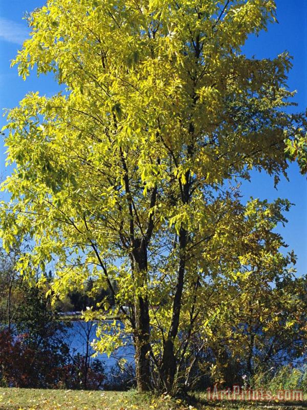 Raymond Gehman An Oak Tree in Early Fall Foliage Stands on The Edge of Falcon Lake Art Print