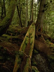 Raymond Gehman An Old Haida Cedar Canoe Found in The Forest