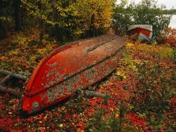 Raymond Gehman An Upturned Rowboat Among Red Osier Dogwoods in Fall Foliage