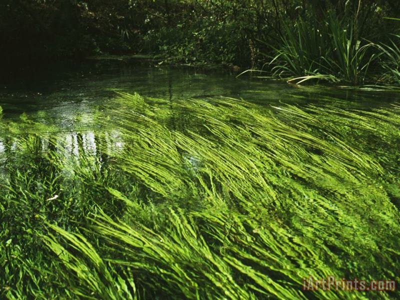 Aquatic Grasses Bend with The Flow of a Waterway painting - Raymond Gehman Aquatic Grasses Bend with The Flow of a Waterway Art Print