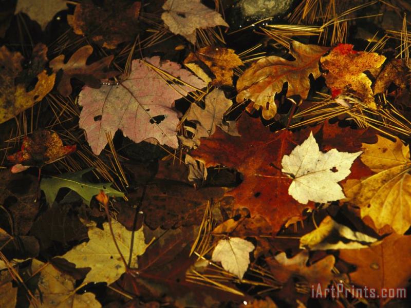 Raymond Gehman Array of Autumn Maple Leaves And Pine Needles Float in a Creek Art Print