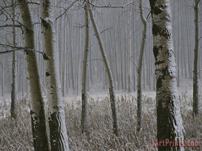 Aspen Stand in a Snowstorm Along The Bow Valley Parkway painting - Raymond Gehman Aspen Stand in a Snowstorm Along The Bow Valley Parkway Art Print