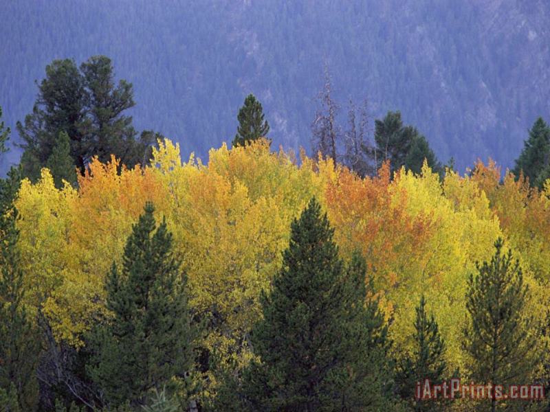 Raymond Gehman Aspen Trees Autumn Gallatin National Forest Montana Art Painting