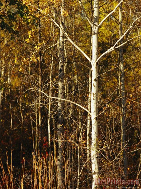 Aspen Trees with Autumn Foliage in Whiteshell Provincial Park painting - Raymond Gehman Aspen Trees with Autumn Foliage in Whiteshell Provincial Park Art Print