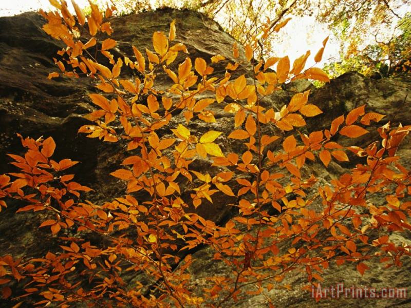 Autumn Colored Beech Trees at Raven Rock painting - Raymond Gehman Autumn Colored Beech Trees at Raven Rock Art Print