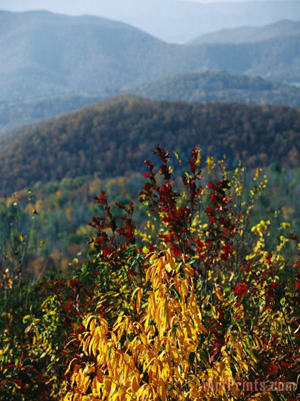 Autumn Colored Cherry Tree with View of Blue Ridge Mountains painting - Raymond Gehman Autumn Colored Cherry Tree with View of Blue Ridge Mountains Art Print