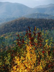 Raymond Gehman Autumn Colored Cherry Tree with View of Blue Ridge Mountains