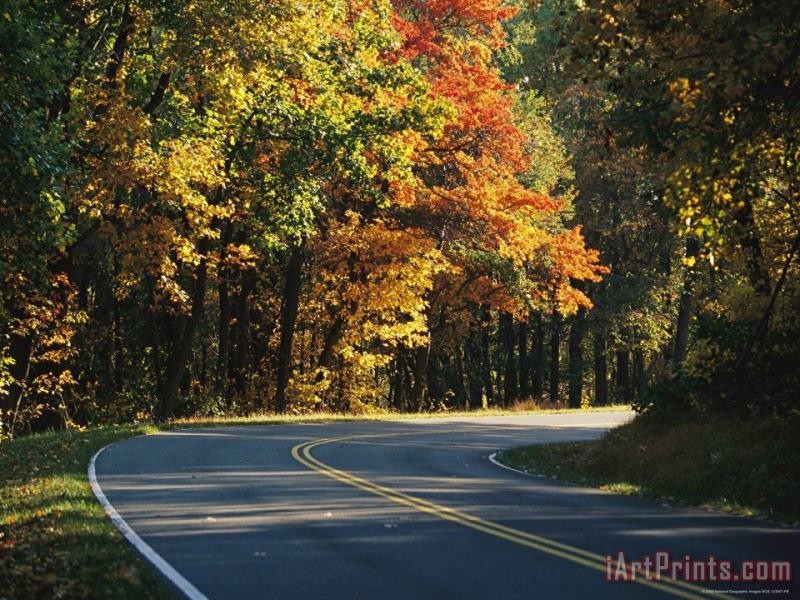 Raymond Gehman Autumn Colored Trees Lining The Scenic Skyline Drive Art Print