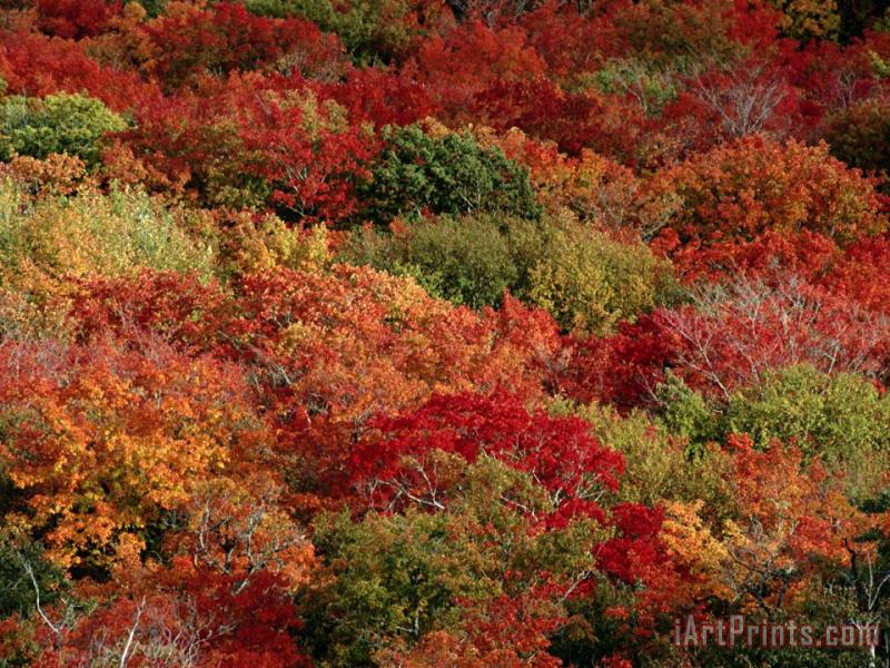 Raymond Gehman Autumn Colors Paint a Canadian Forest Art Painting