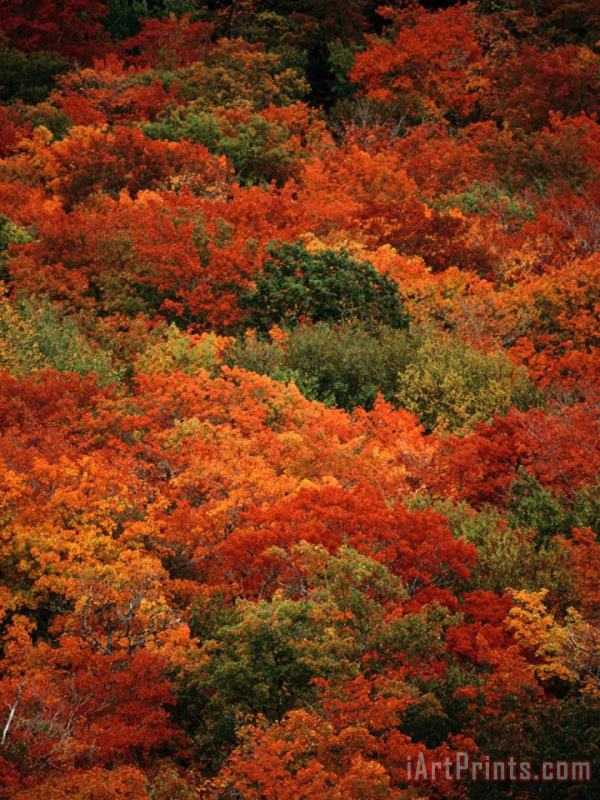 Raymond Gehman Autumn Foliage Decorates The Park Art Painting