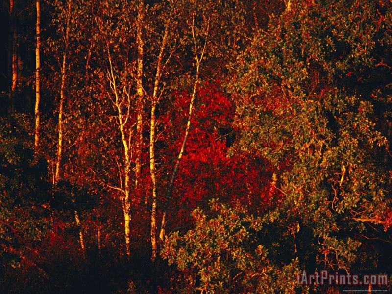 Raymond Gehman Autumn Foliage in The Late Afternoon Light Art Print