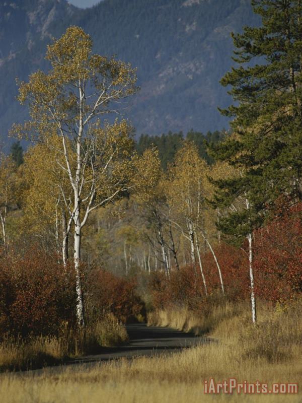 Raymond Gehman Autumn Foliage Targhee National Forest Palisades Idaho Art Painting