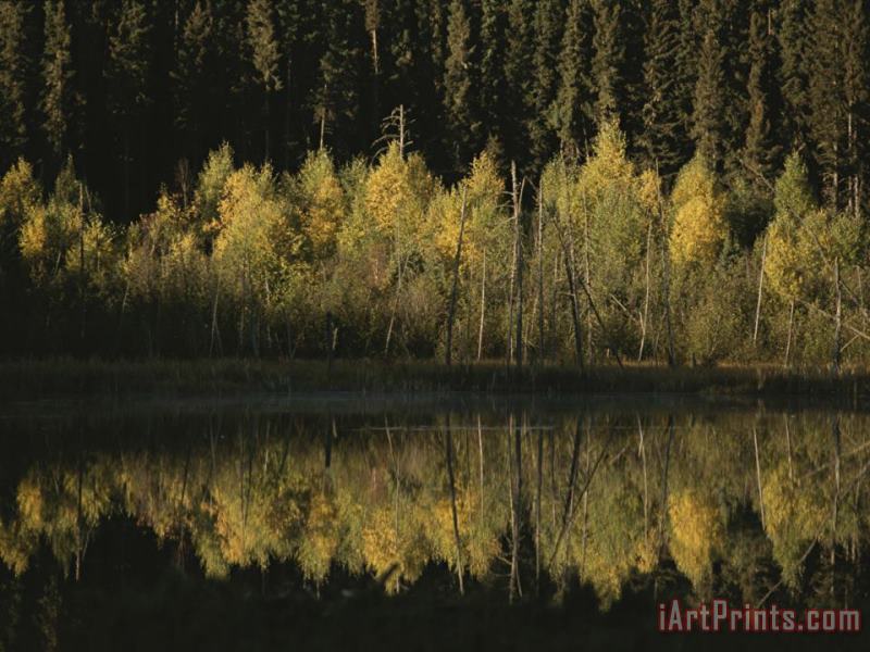 Autumnal Beauty Reflected in a Still Creek painting - Raymond Gehman Autumnal Beauty Reflected in a Still Creek Art Print