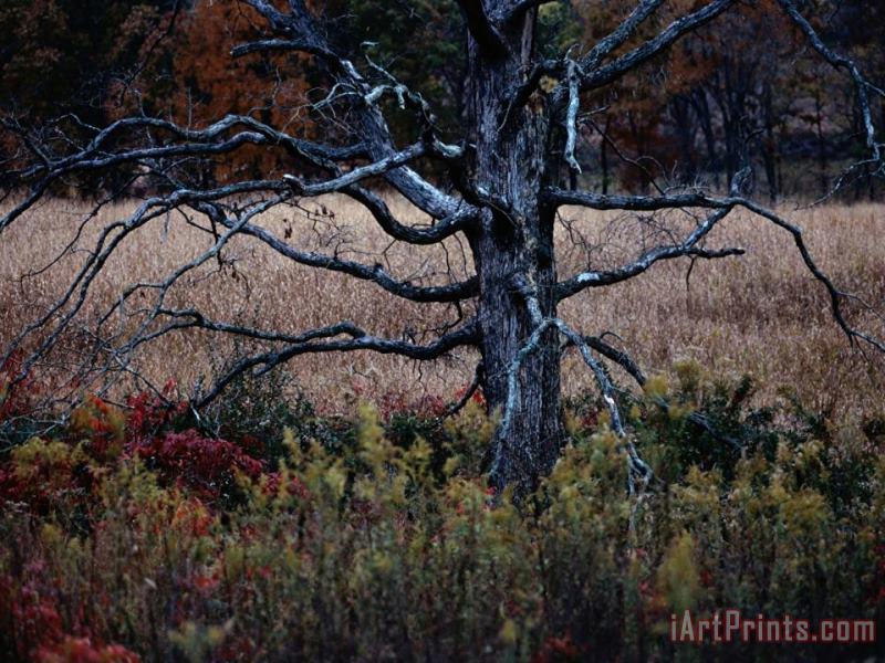 Autumnal View of an Old Oak Snag painting - Raymond Gehman Autumnal View of an Old Oak Snag Art Print