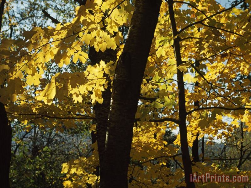 Raymond Gehman Backlit Maple Leaves Glowing Yellow in Autumn Art Print