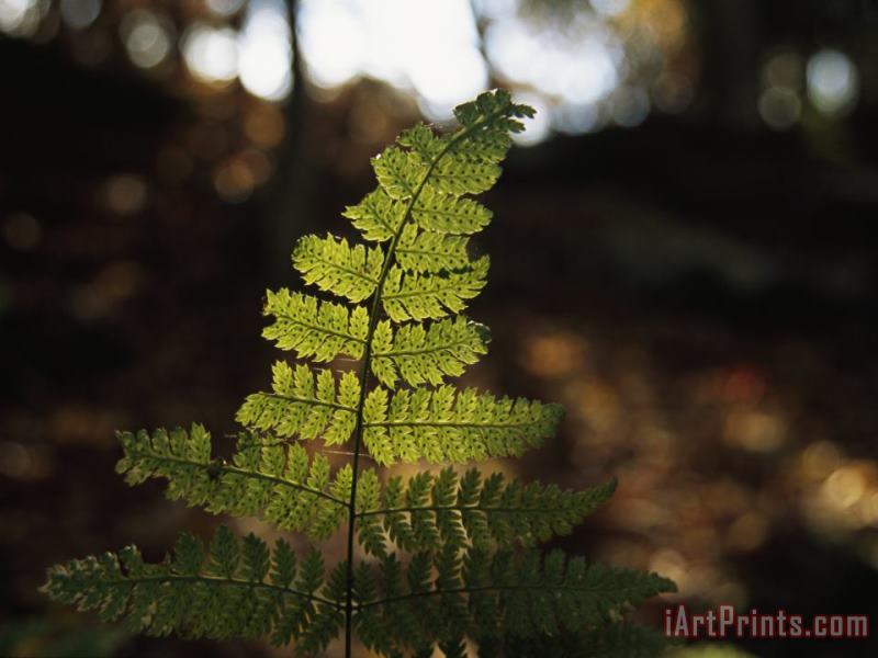 Backlit View of a Fern Frond with Spores on It painting - Raymond Gehman Backlit View of a Fern Frond with Spores on It Art Print
