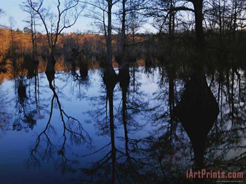 Raymond Gehman Bald Cypress And Gum Trees Reflected on Water at Sunrise Art Print