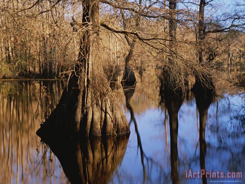 Bald Cypress Trees And Their Reflections on Water's Surface painting - Raymond Gehman Bald Cypress Trees And Their Reflections on Water's Surface Art Print