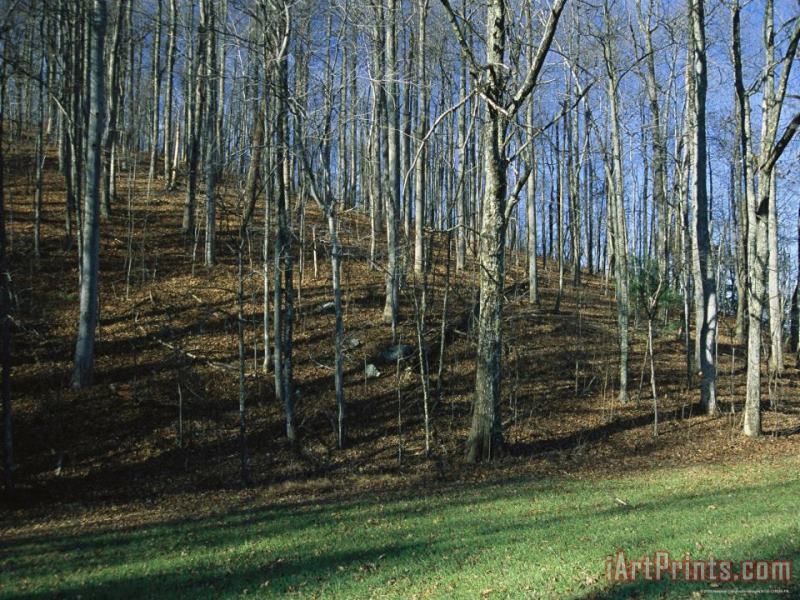 Bare Forest at Peaks of Otter painting - Raymond Gehman Bare Forest at Peaks of Otter Art Print