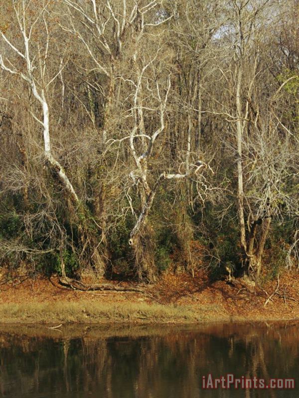 Raymond Gehman Bare Sycamore Trees Along The Cape Fear River Art Painting