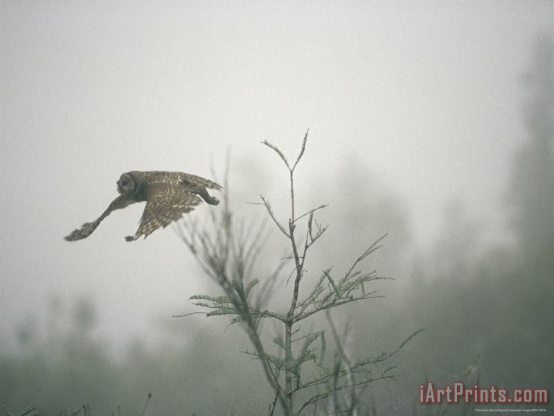 Raymond Gehman Barred Owl Strix Varia Swooping Through a Foggy Cypress Forest Art Print