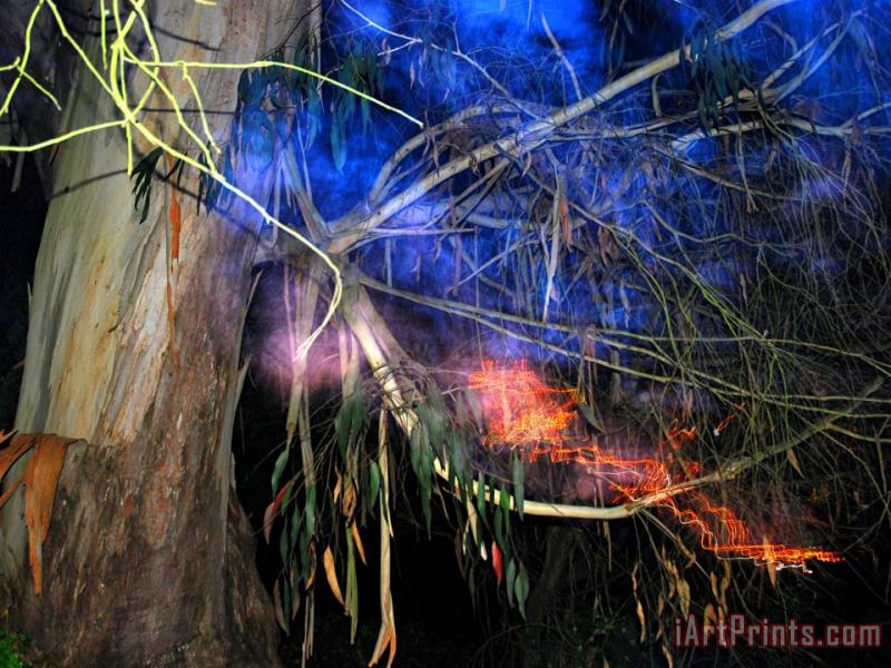 Raymond Gehman Bay Tree Flashed at Night in Buena Vista Park Art Painting