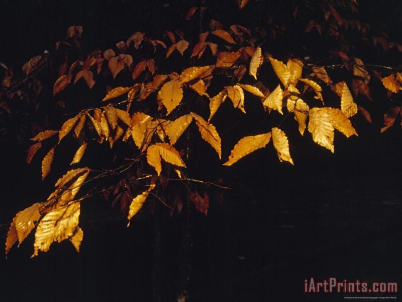 Beech Leaves in The Rain Lit with a Flash painting - Raymond Gehman Beech Leaves in The Rain Lit with a Flash Art Print