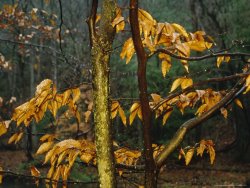 Raymond Gehman Beech Tree at Wilson Creek in The Rain