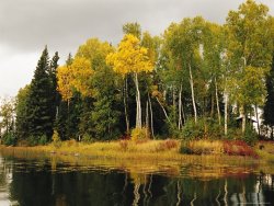 Raymond Gehman Birch And Pine Trees Along a Lake in Grass River Provincial Park
