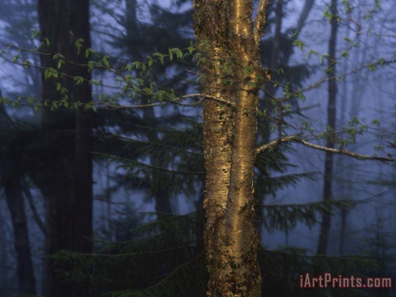 Raymond Gehman Birch Tree in a Foggy Forest at Twilight Art Print