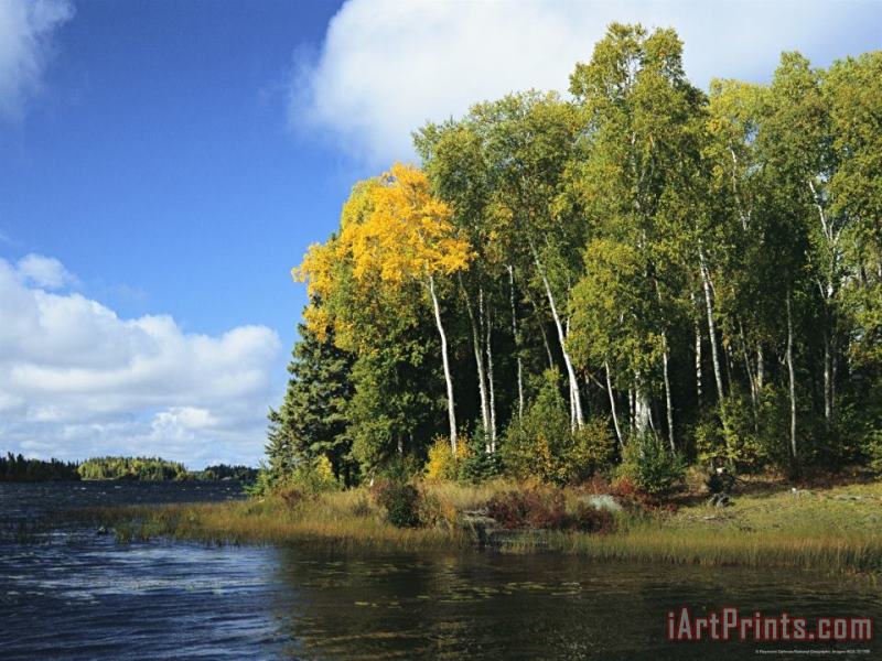 Raymond Gehman Birch Trees Along a Lake in Grass River Provincial Park Art Painting