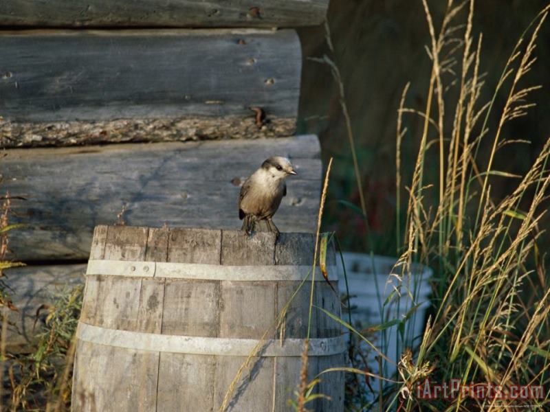 Bird Perched on an Old Barrel painting - Raymond Gehman Bird Perched on an Old Barrel Art Print