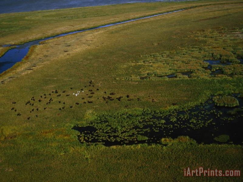 Bison Graze And Rest in The Green of The Peace Athabasca Delta painting - Raymond Gehman Bison Graze And Rest in The Green of The Peace Athabasca Delta Art Print