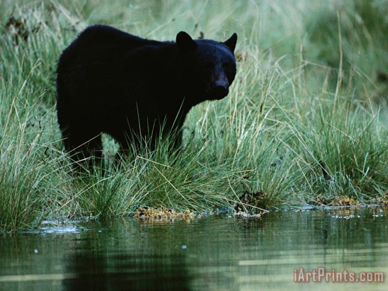 Black Bear Ursus Americanus painting - Raymond Gehman Black Bear Ursus Americanus Art Print