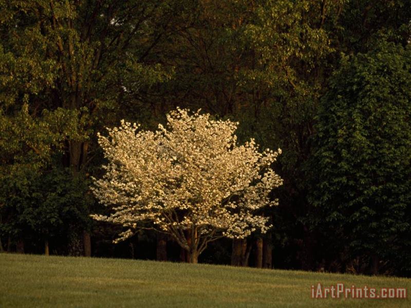 Blooming Dogwood Tree at The Edge of a Forest painting - Raymond Gehman Blooming Dogwood Tree at The Edge of a Forest Art Print