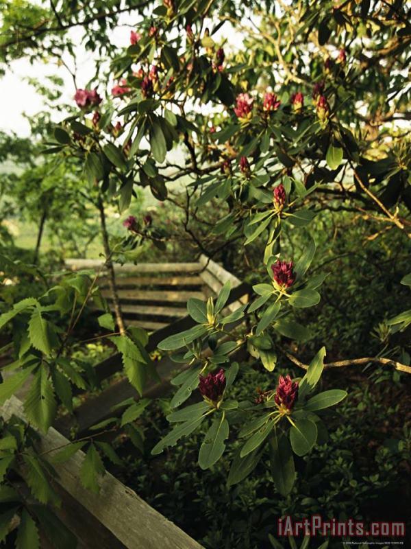 Raymond Gehman Blooming Rhododendron Along a Trail with Split Rail Fence Art Print