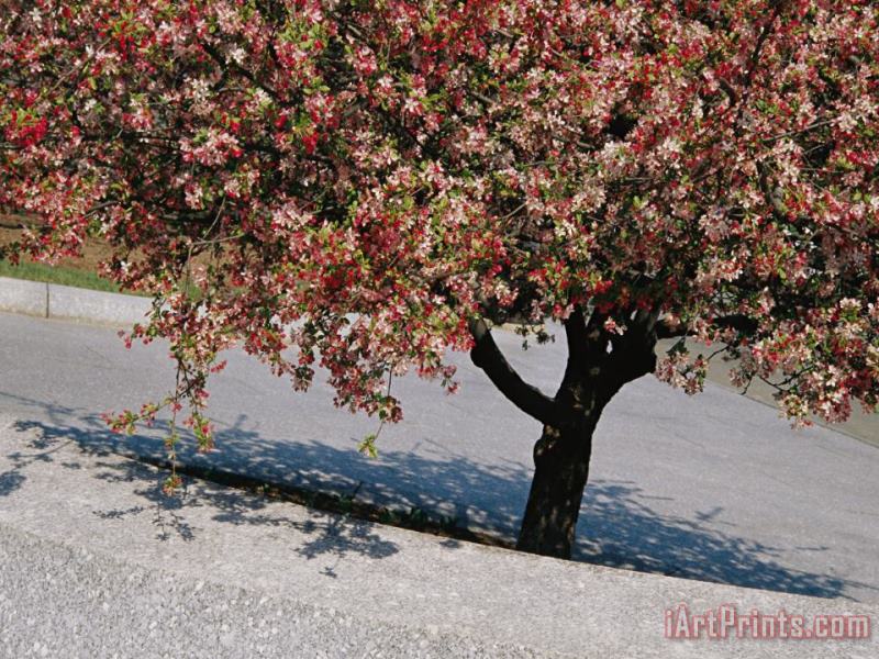 Blossoms on a Cherry Tree in Arlington Cemetery painting - Raymond Gehman Blossoms on a Cherry Tree in Arlington Cemetery Art Print