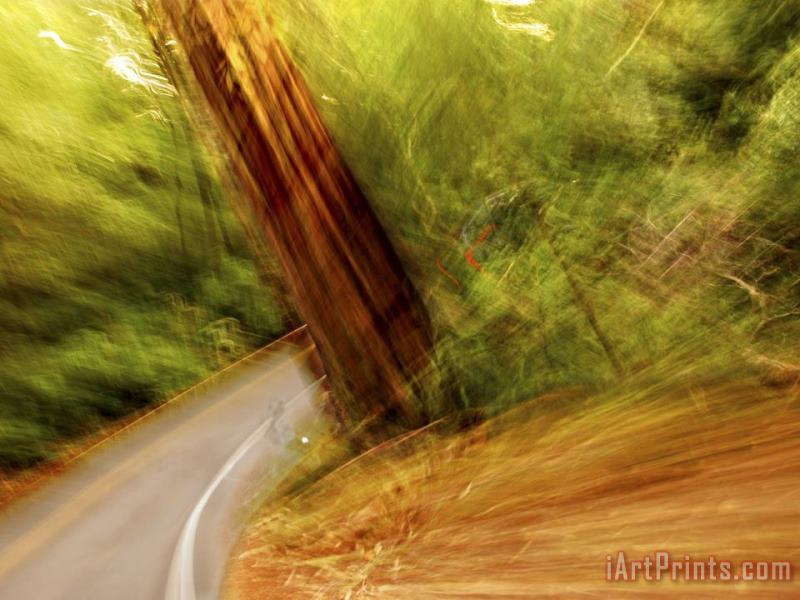 Blurred Motion Shot of a Road Running Through a Giant Redwood Forest painting - Raymond Gehman Blurred Motion Shot of a Road Running Through a Giant Redwood Forest Art Print