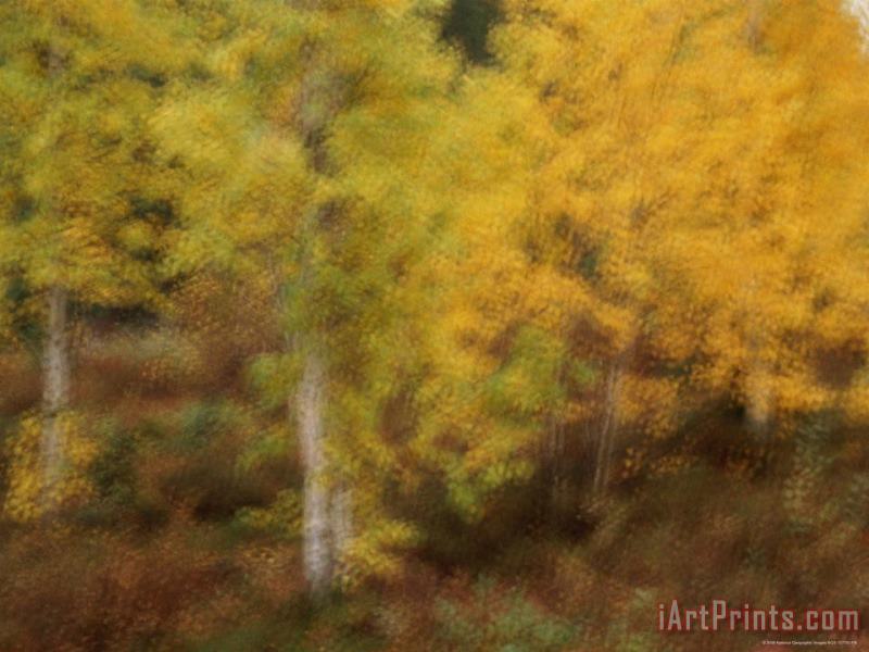 Blurred View of Autumn Foliage Along The Mckenzie River painting - Raymond Gehman Blurred View of Autumn Foliage Along The Mckenzie River Art Print