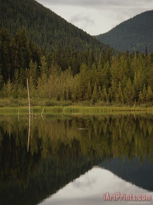 Raymond Gehman Boreal Forest Reflected in a Still Lake Art Painting