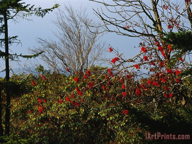 Raymond Gehman Branch with Red Berries Among Mountain Laurel And Leafless Trees Art Print