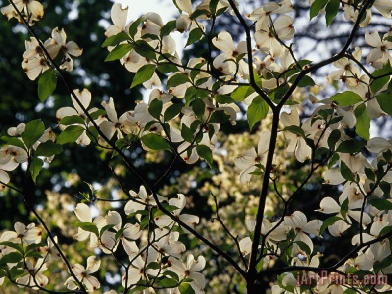 Raymond Gehman Branches of a Dogwood Tree in Bloom Art Painting