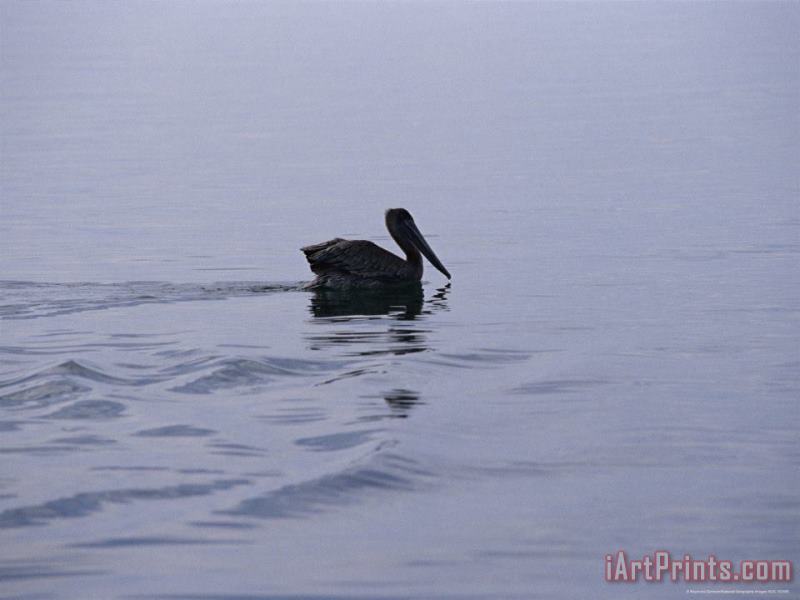 Brown Pelican Swimming Along The Water's Surface painting - Raymond Gehman Brown Pelican Swimming Along The Water's Surface Art Print
