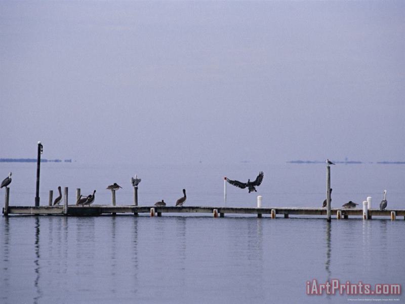Brown Pelicans And Gulls Resting on a Harkers Island Dock painting - Raymond Gehman Brown Pelicans And Gulls Resting on a Harkers Island Dock Art Print